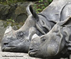 пазл Два носорога отдыхают